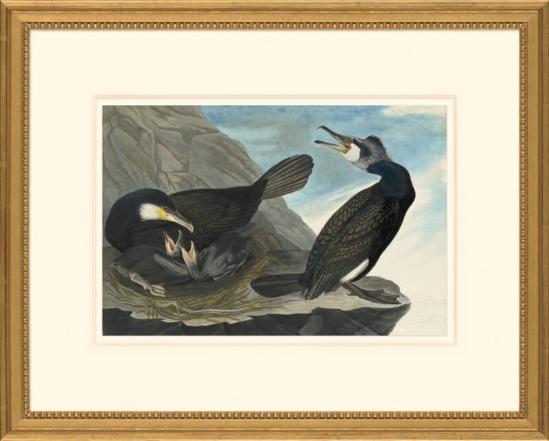 Audubon's Watercolors Octavo Pl. 266, Great Cormorant