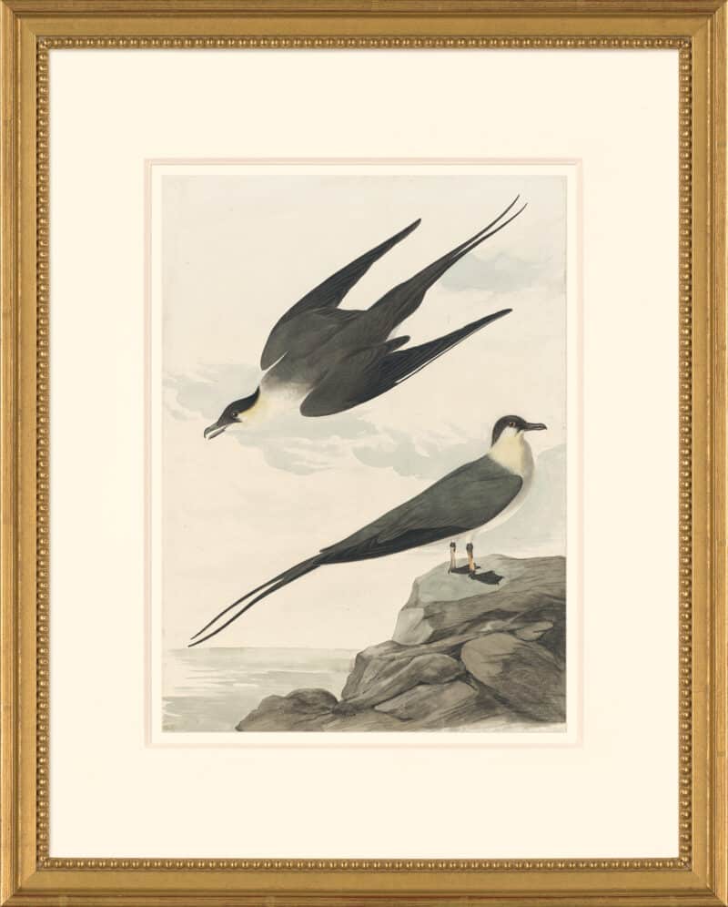 Audubon's Watercolors Octavo Pl. 267, Long-tailed Jaeger