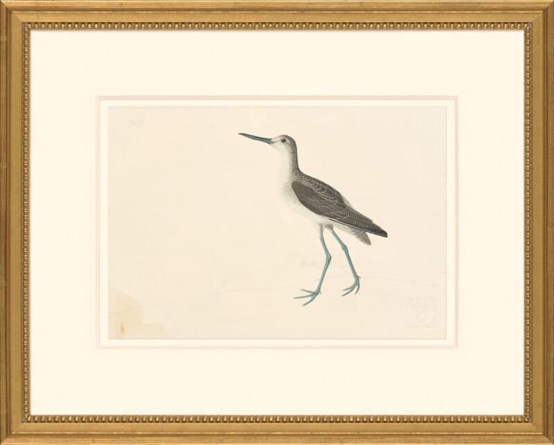 Audubon's Watercolors Octavo Pl. 269, Common Greenshank