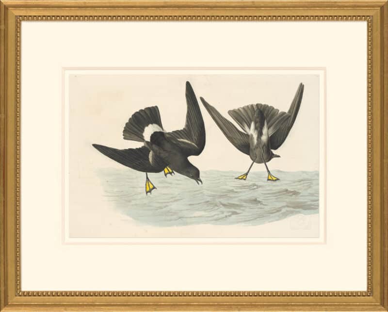 Audubon's Watercolors Octavo Pl. 270, Wilson's Storm-Petrel
