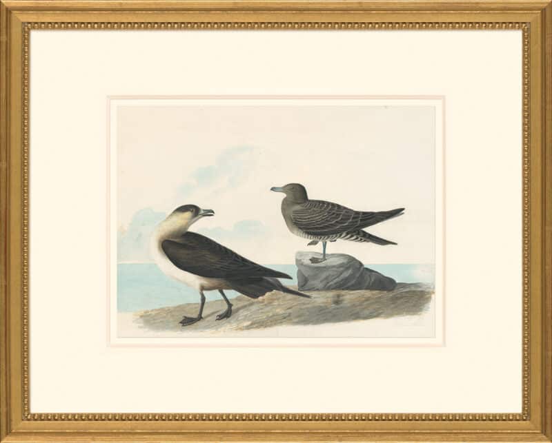 Audubon's Watercolors Octavo Pl. 272, Parasitic Jaeger