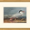 Audubon's Watercolors Octavo Pl. 273, Royal Tern