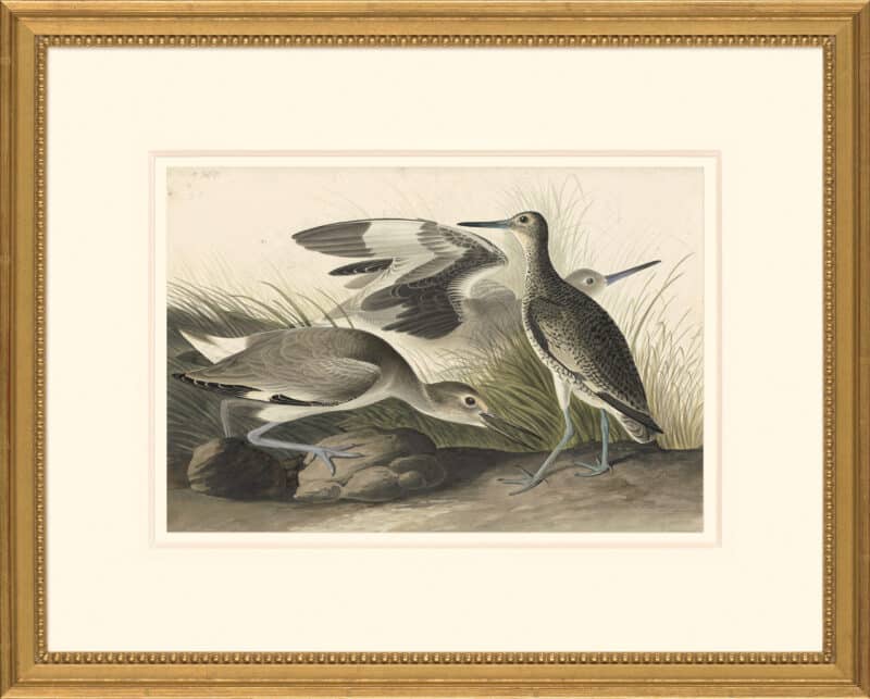 Audubon's Watercolors Octavo Pl. 274, Willet