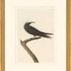 Audubon's Watercolors Octavo Pl. 275, Brown Noddy