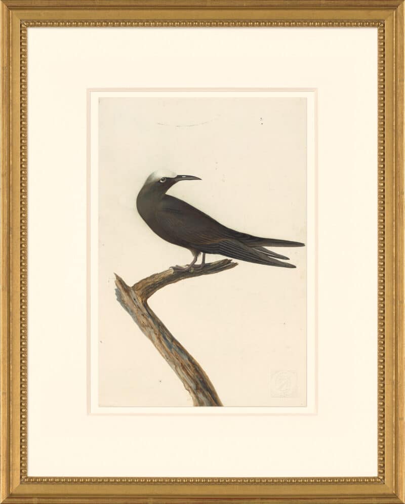 Audubon's Watercolors Octavo Pl. 275, Brown Noddy