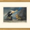 Audubon's Watercolors Octavo Pl. 276, King Eider