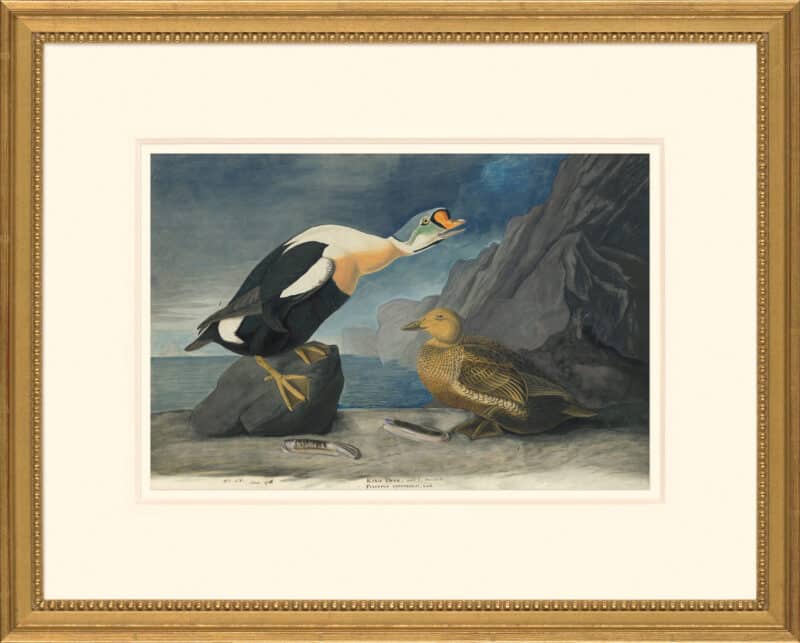 Audubon's Watercolors Octavo Pl. 276, King Eider