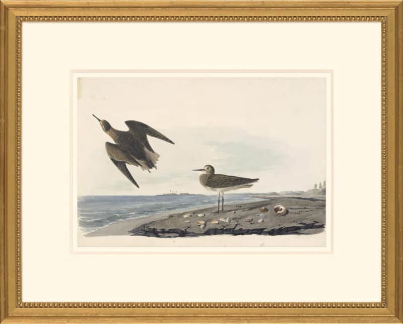 Audubon's Watercolors Octavo Pl. 278, White-rumped Sandpiper