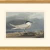 Audubon's Watercolors Octavo Pl. 279, Sandwich Tern