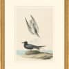Audubon's Watercolors Octavo Pl. 280, Black Tern