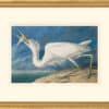 Audubon's Watercolors Octavo Pl. 281, Great White Heron