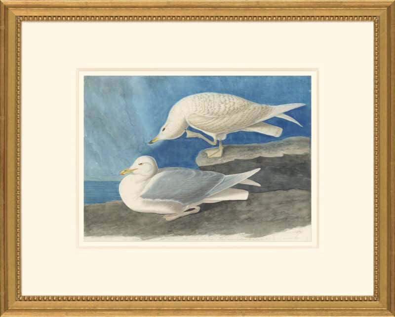 Audubon's Watercolors Octavo Pl. 282, Iceland Gull