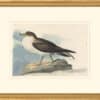 Audubon's Watercolors Octavo Pl. 283, Greater Shearwater