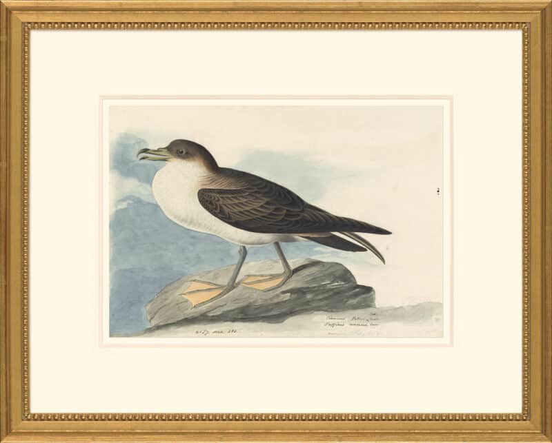 Audubon's Watercolors Octavo Pl. 283, Greater Shearwater