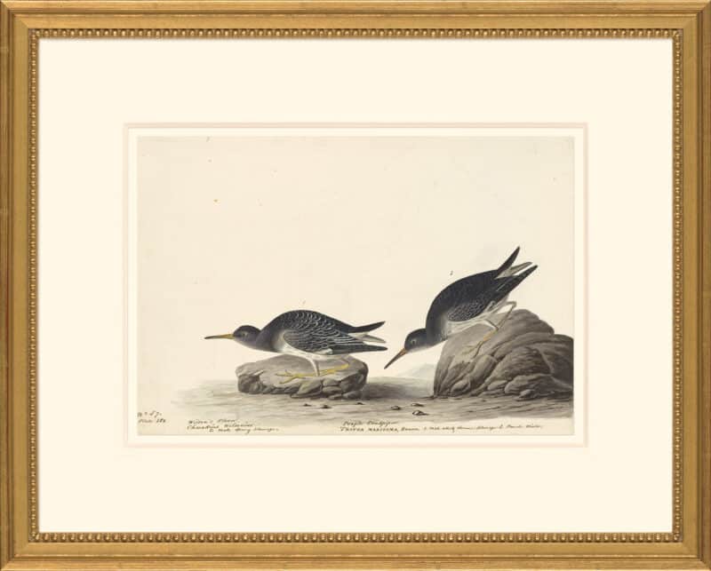 Audubon's Watercolors Octavo Pl. 284, Purple Sandpiper