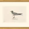 Audubon's Watercolors Octavo Pl. 285, Sabine's Gull