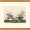 Audubon's Watercolors Octavo Pl. 289, Solitary Sandpiper