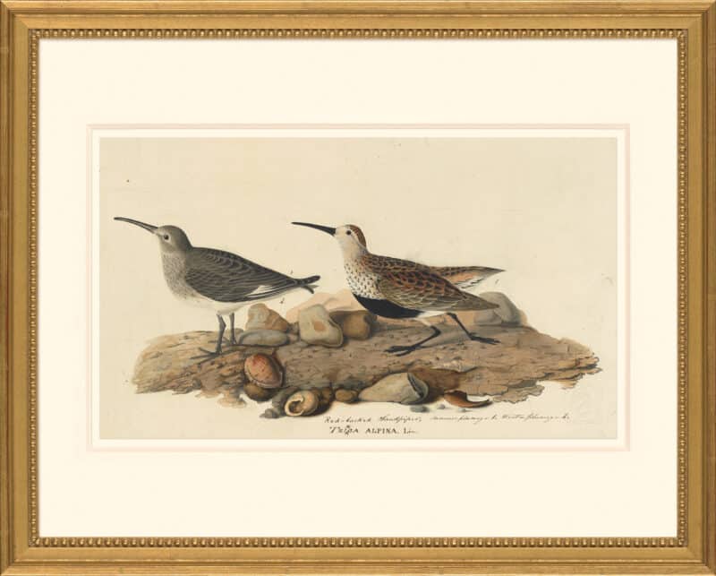 Audubon's Watercolors Octavo Pl. 290, Dunlin