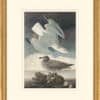 Audubon's Watercolors Octavo Pl. 291, Herring Gull