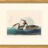 Audubon's Watercolors Octavo Pl. 292, Great Crested Grebe