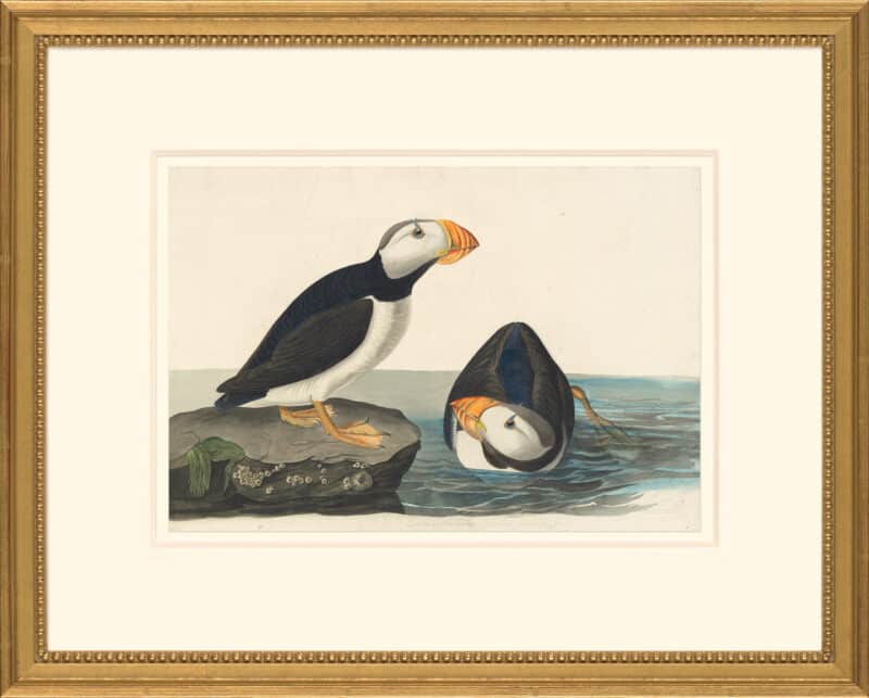 Audubon's Watercolors Octavo Pl. 293, Horned Puffin