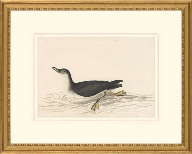 Audubon's Watercolors Octavo Pl. 295, Manx Shearwater