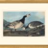 Audubon's Watercolors Octavo Pl. 296, Barnacle Goose