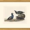 Audubon's Watercolors Octavo Pl. 297, Harlequin Duck