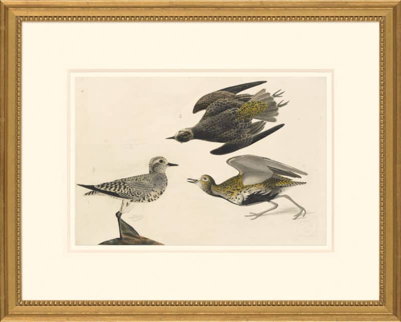 Audubon's Watercolors Octavo Pl. 300, Lesser Golden-Plover