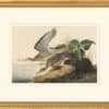 Audubon's Watercolors Octavo Pl. 303, Upland Sandpiper