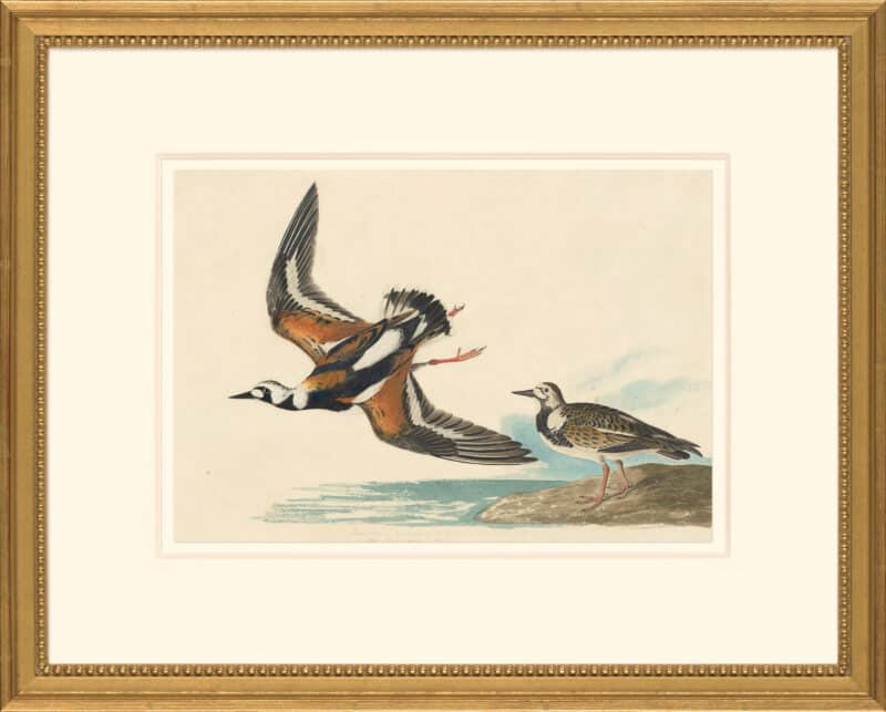 Audubon's Watercolors Octavo Pl. 304, Ruddy Turnstone