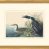 Audubon's Watercolors Octavo Pl. 306, Great Northern Diver or Loon