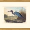 Audubon's Watercolors Octavo Pl. 307, Blue Heron