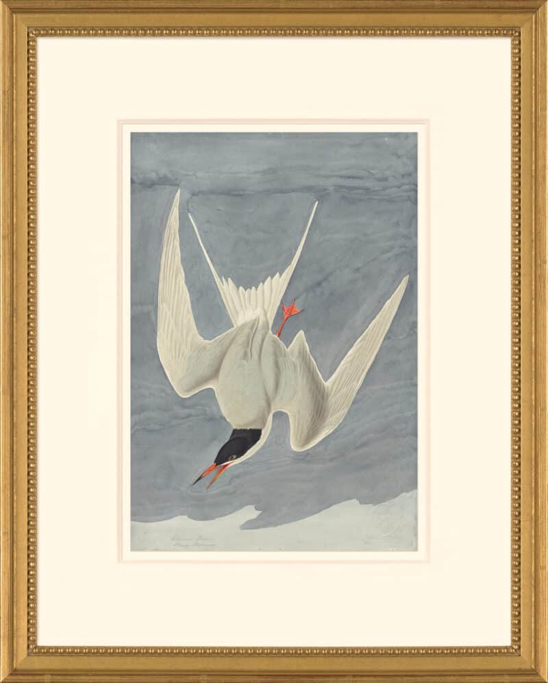 Audubon's Watercolors Octavo Pl. 309, Common Tern