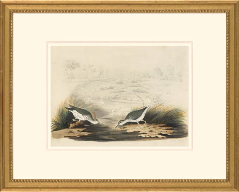 Audubon's Watercolors Octavo Pl. 310, Spotted Sandpiper