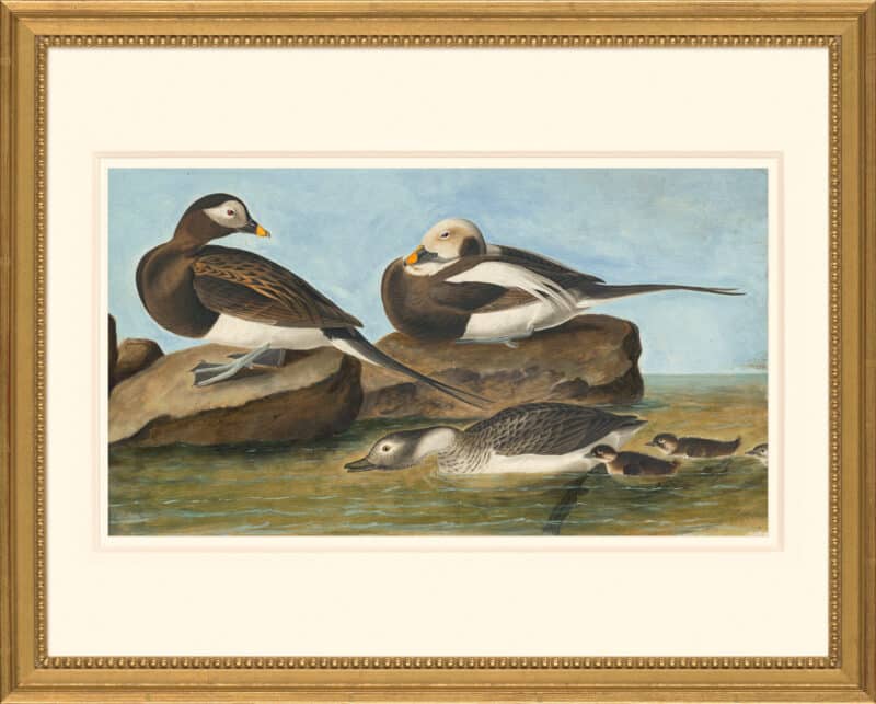 Audubon's Watercolors Octavo Pl. 312, Oldsquaw