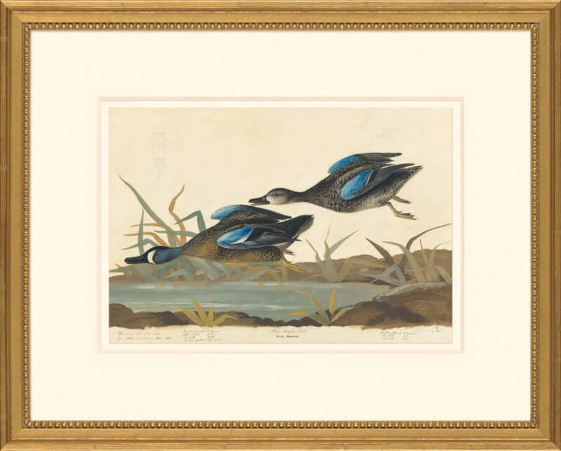 Audubon's Watercolors Octavo Pl. 313, Blue-winged Teal