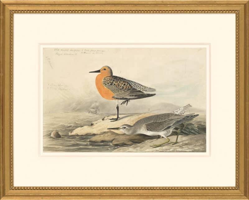 Audubon's Watercolors Octavo Pl. 315, Red Knot