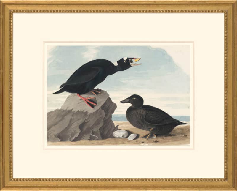 Audubon's Watercolors Octavo Pl. 317, Surf Scoter