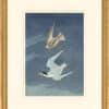 Audubon's Watercolors Octavo Pl. 319, Least Tern