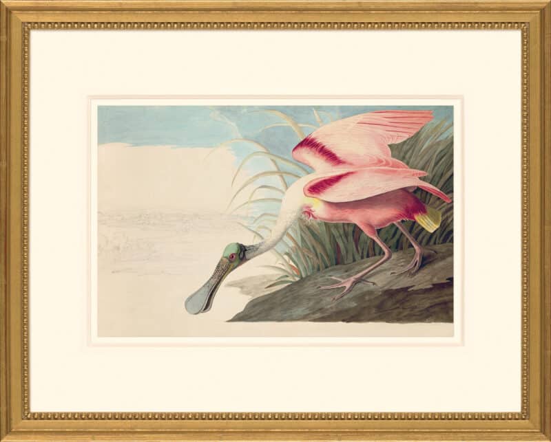 Audubon's Watercolors Octavo Pl. 321, Roseate Spoonbill
