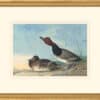Audubon's Watercolors Octavo Pl. 322, Red-headed Duck