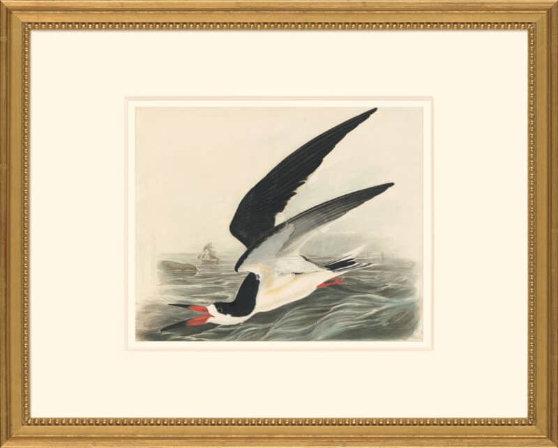 Audubon's Watercolors Octavo Pl. 323, Black Skimmer