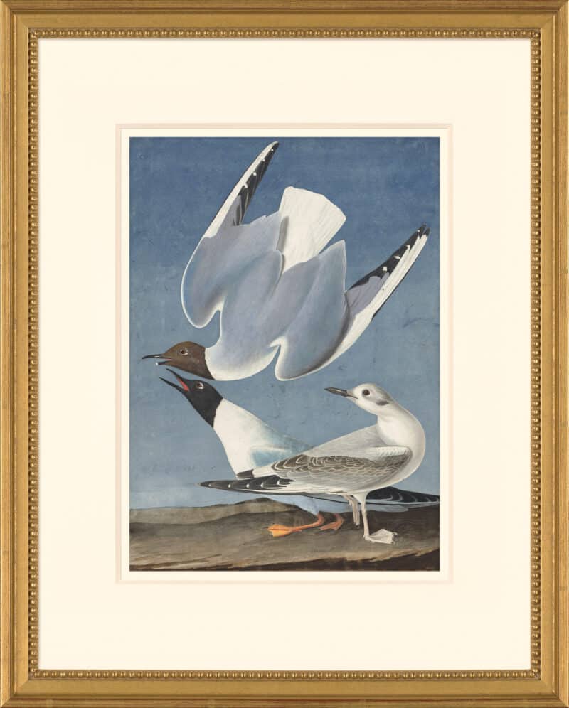 Audubon's Watercolors Octavo Pl. 324, Bonaparte's Gull