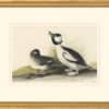 Audubon's Watercolors Octavo Pl. 325, Bufflehead