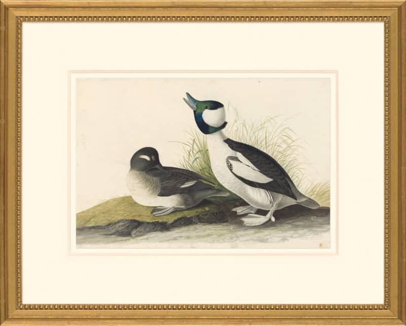 Audubon's Watercolors Octavo Pl. 325, Bufflehead