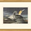 Audubon's Watercolors Octavo Pl. 326, Northern Gannet