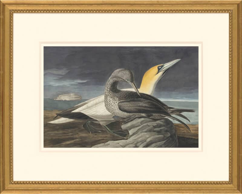 Audubon's Watercolors Octavo Pl. 326, Northern Gannet