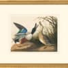 Audubon's Watercolors Octavo Pl. 327, Northern Shoveler