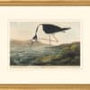 Audubon's Watercolors Octavo Pl. 328, Black-necked Stilt